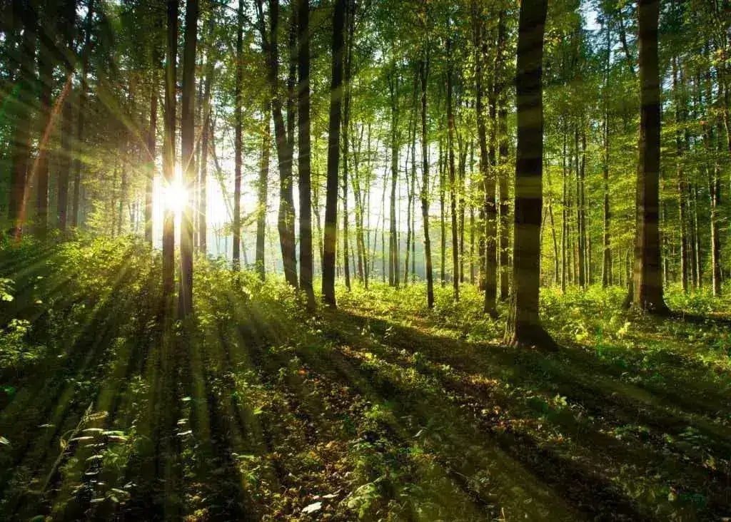forest-trees-1024x732-1